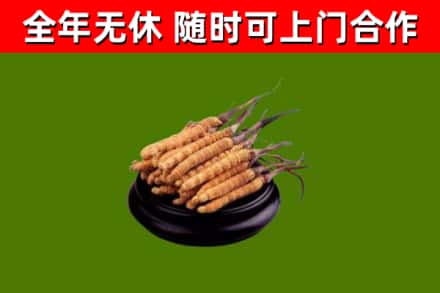 舟曲县烟酒回收冬虫夏草.jpg